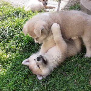 Akita Inu (Japanska Akita)