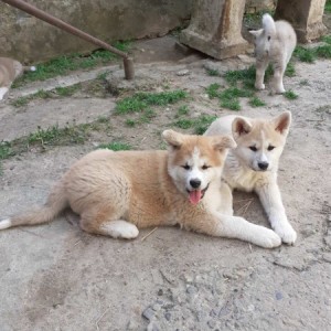 Akita Inu (Japanska Akita)