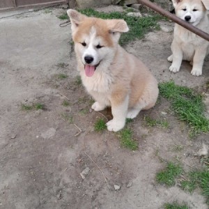 Akita Inu (Japanska Akita)