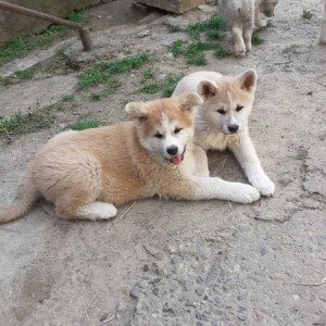 Akita Inu (Japanska Akita)