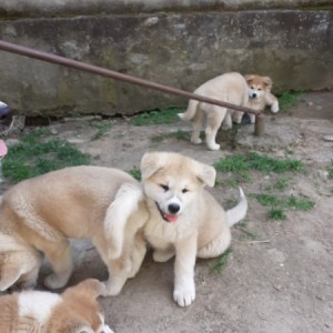 Akita Inu (Japanska Akita)