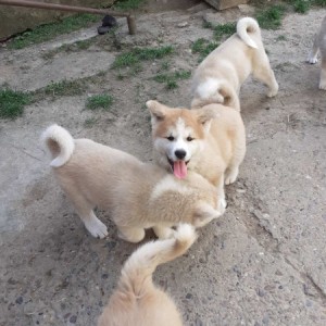 Akita Inu (Japanska Akita)