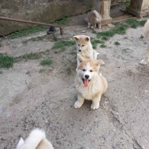 Akita Inu (Japanska Akita)