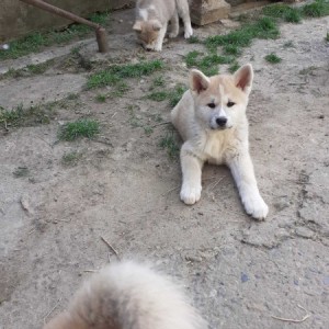 Akita Inu (Japanska Akita)