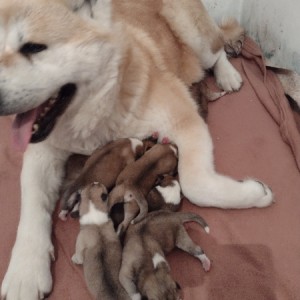 Akita Inu (Japanska Akita)