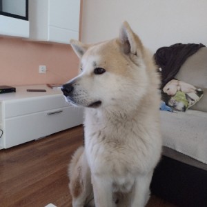 Akita Inu (Japanska Akita)