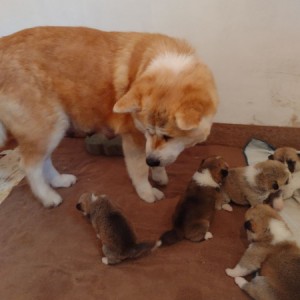 Akita Inu (Japanska Akita)