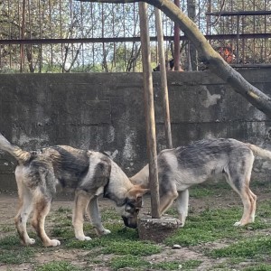 Čehoslovački vučiji pas - štenci na prodaju