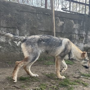 Čehoslovački vučiji pas - štenci na prodaju