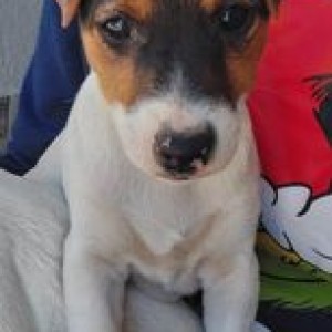 Prodajem tri štenca Jack Russell