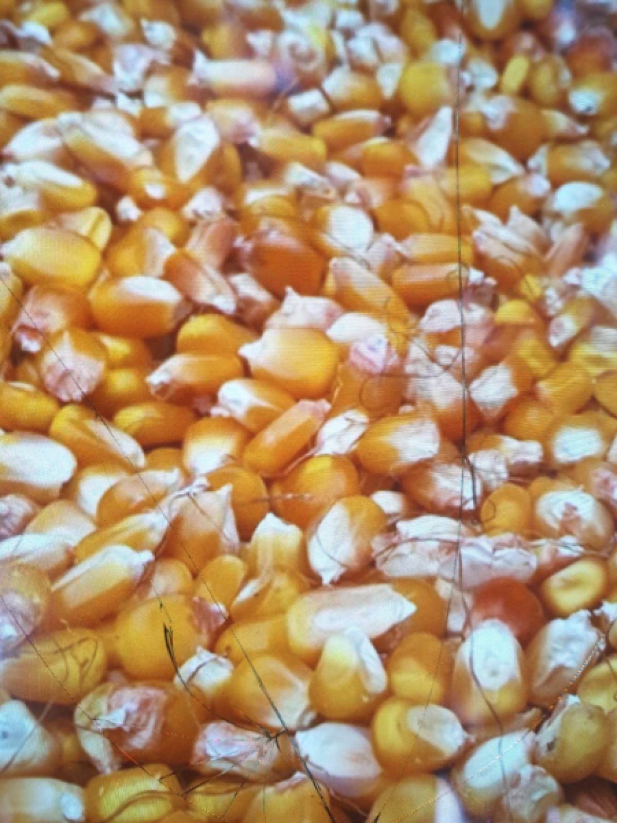 Kukuruz u zrnu 0953870266