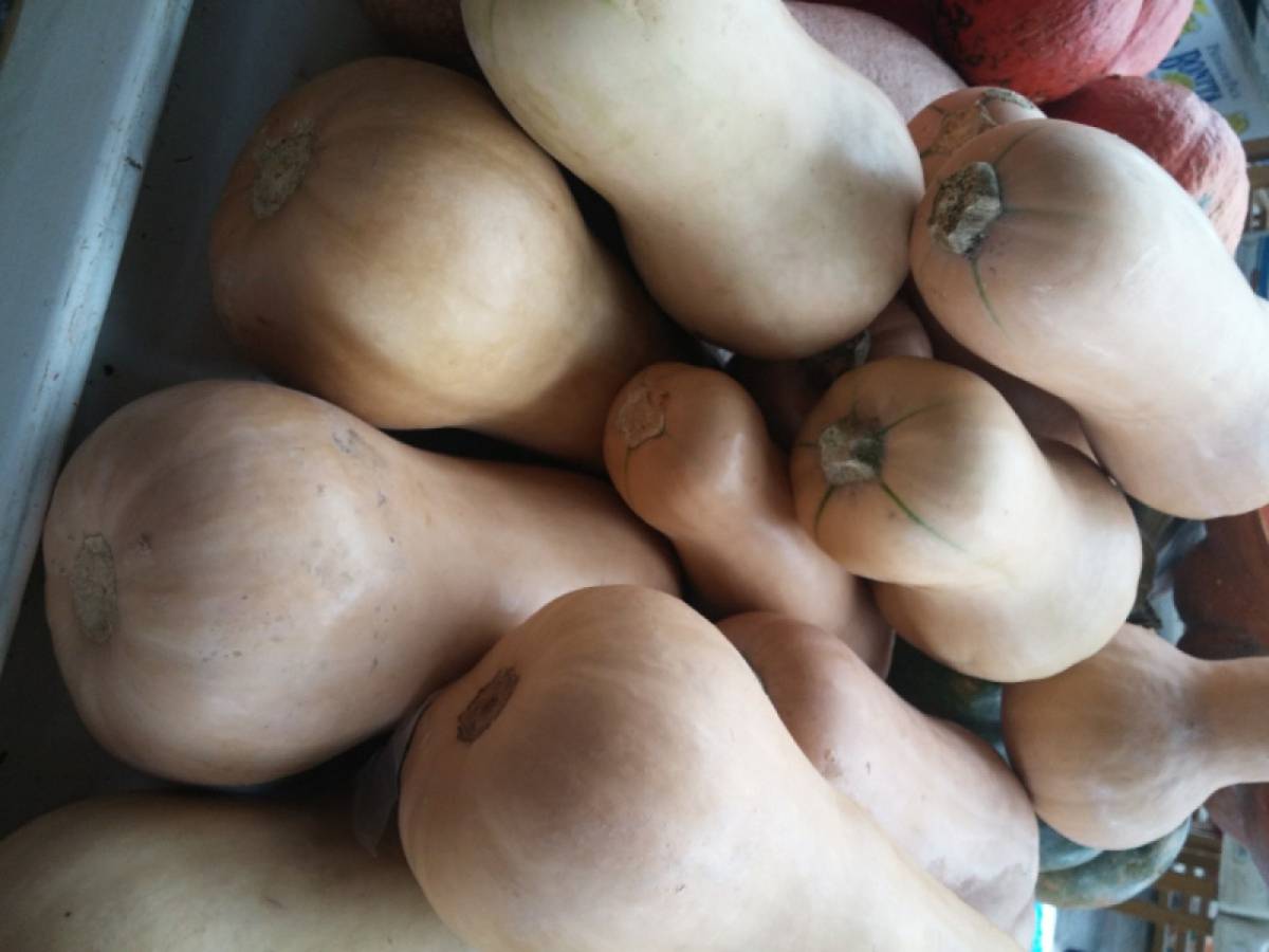 Butternut/puter tikva