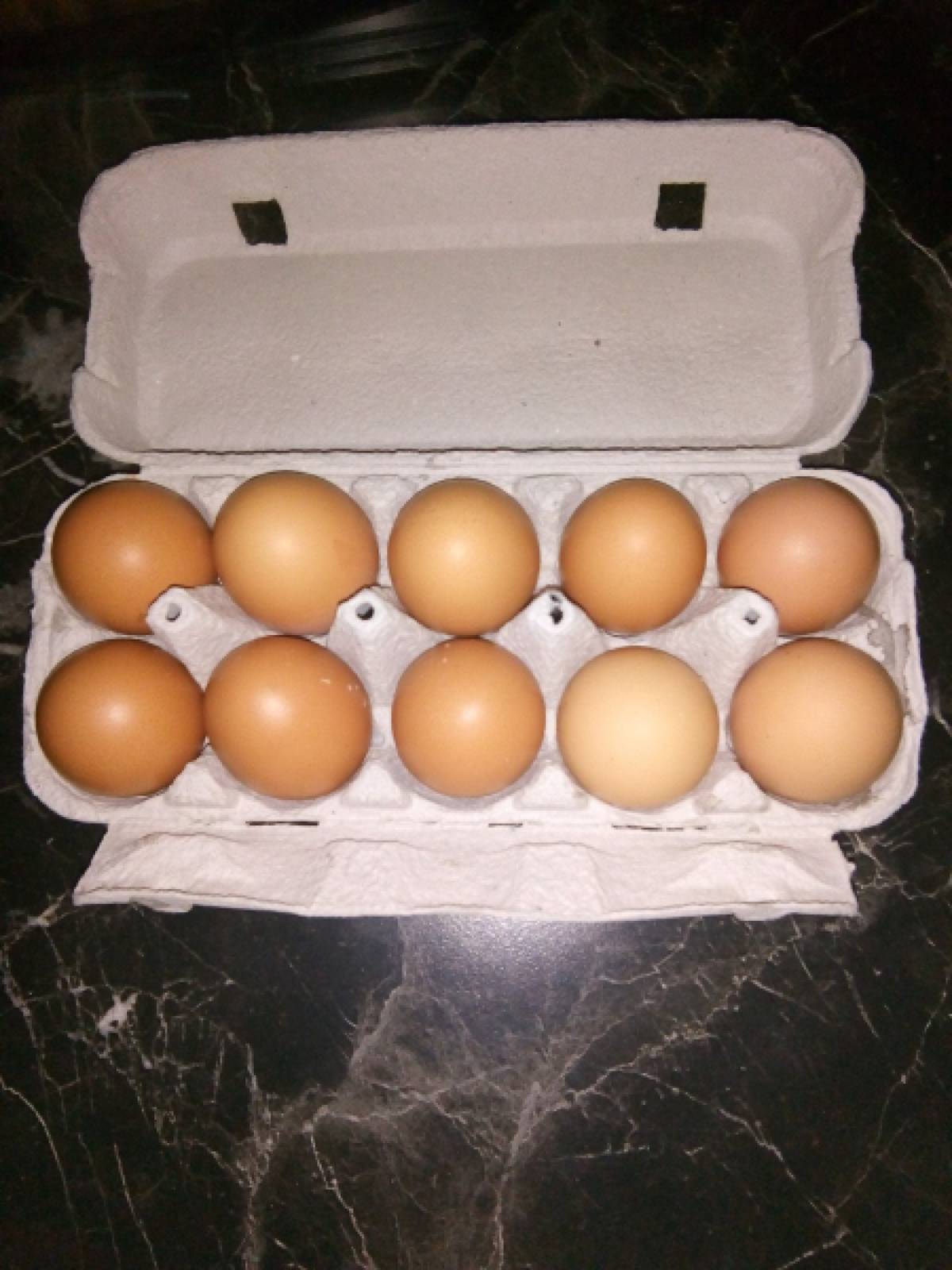 Domaća kokošja jaja 1kn/kom