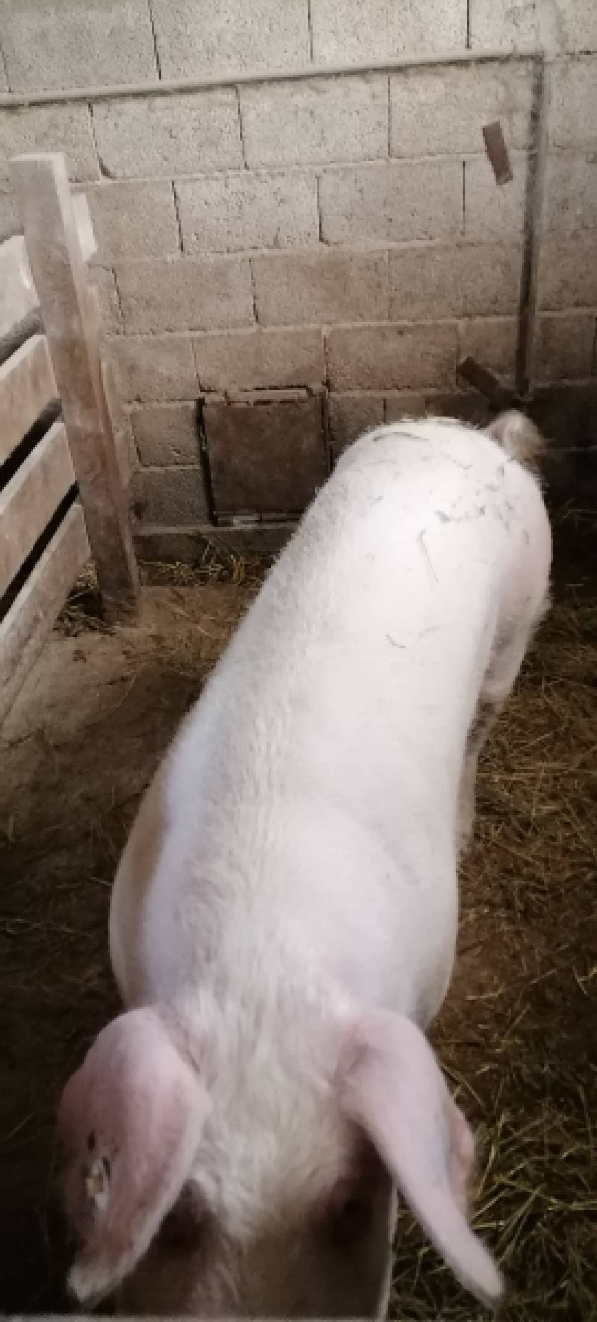 Svinja