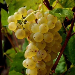 Graševina Kutjevo