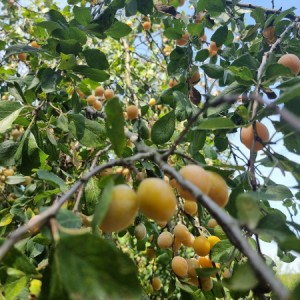 prodajem bijele i plave šljive