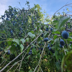 prodajem bijele i plave šljive