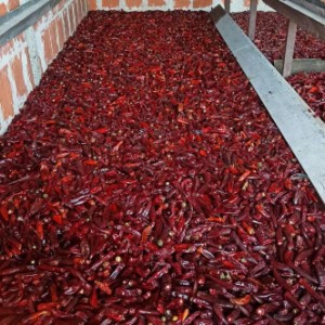 Začinska paprika