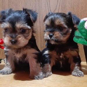 Yorkshire terrier, Jorkširski terijer, Jorki, Yorki