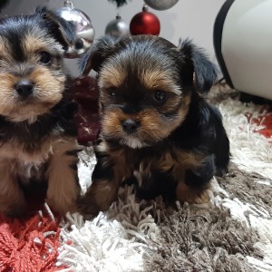 Yorkshire terrier, Jorkširski terijer, Jorki, Yorki