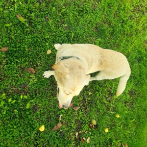 Prodajem muškog labradora
