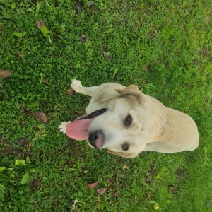 Prodajem muškog labradora