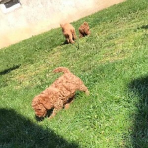 Patuljaste i toy pudle