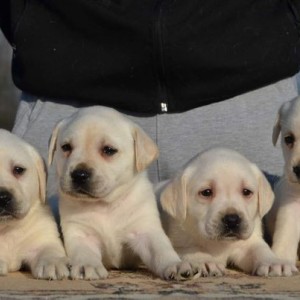 Labrador retriver