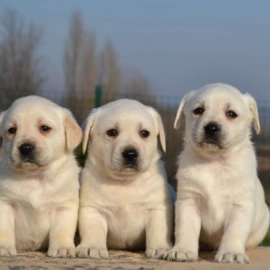 Labrador retriver