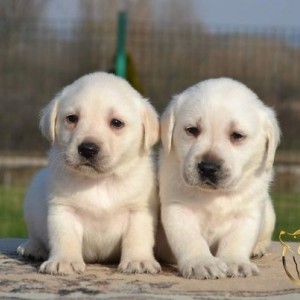 Labrador retriver