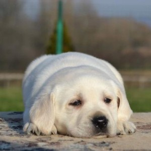 Labrador retriver