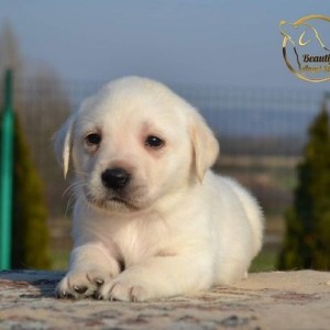 Labrador retriver