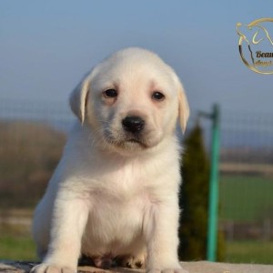 Labrador retriver