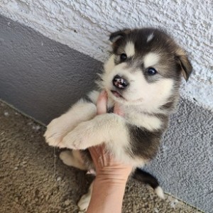 Muško štene aljaškog malamuta