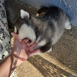 Muško štene aljaškog malamuta