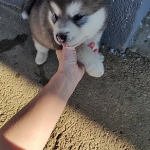 Muško štene aljaškog malamuta