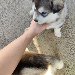 Muško štene aljaškog malamuta
