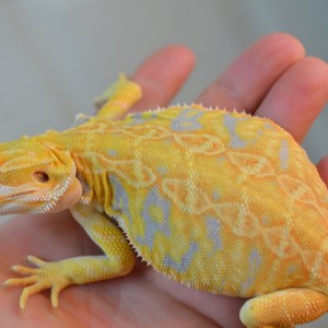 Little bearded dragon