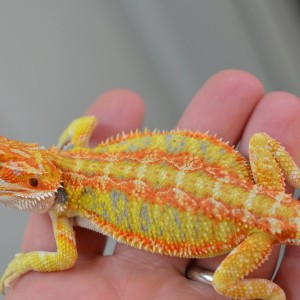 Little bearded dragon