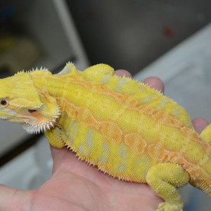 Little bearded dragon