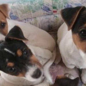Prodajem tri štenca Jack Russell