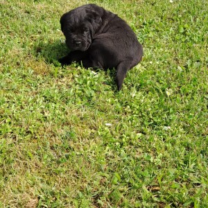 Cane Corso Kane Korso štenci