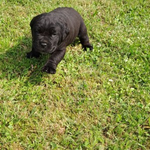 Cane Corso Kane Korso štenci