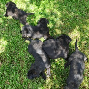 Cane Corso Kane Korso štenci