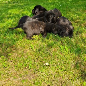 Cane Corso Kane Korso štenci