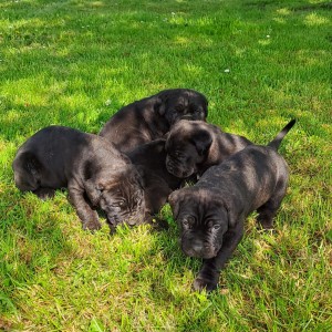 Cane Corso Kane Korso štenci