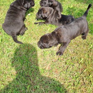 Cane Corso Kane Korso štenci