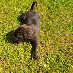 Cane Corso Kane Korso štenci