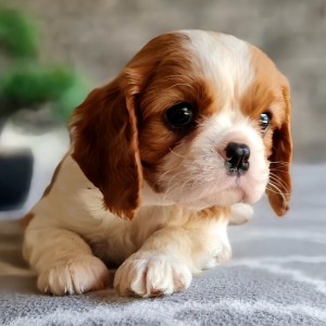 CAVALIER KING CHARLES SPANIEL-štenci, moguća dostava