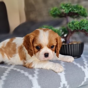 CAVALIER KING CHARLES SPANIEL-štenci, moguća dostava